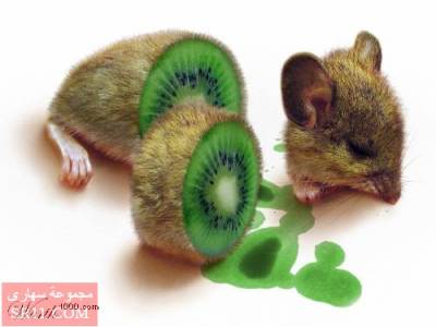 chof_weskot    omad9ola 7eta nwa7id awla .................